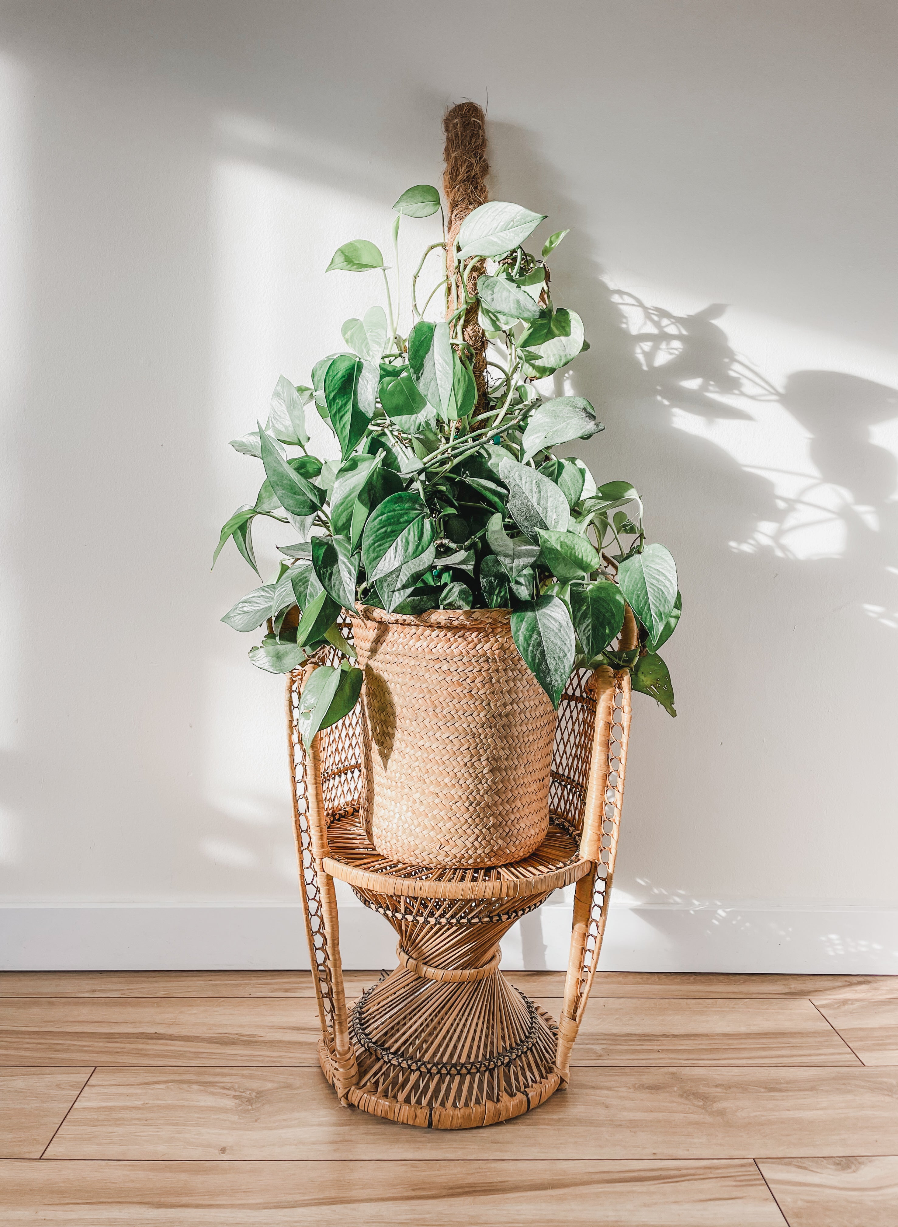 MINI PEACOCK CHAIR